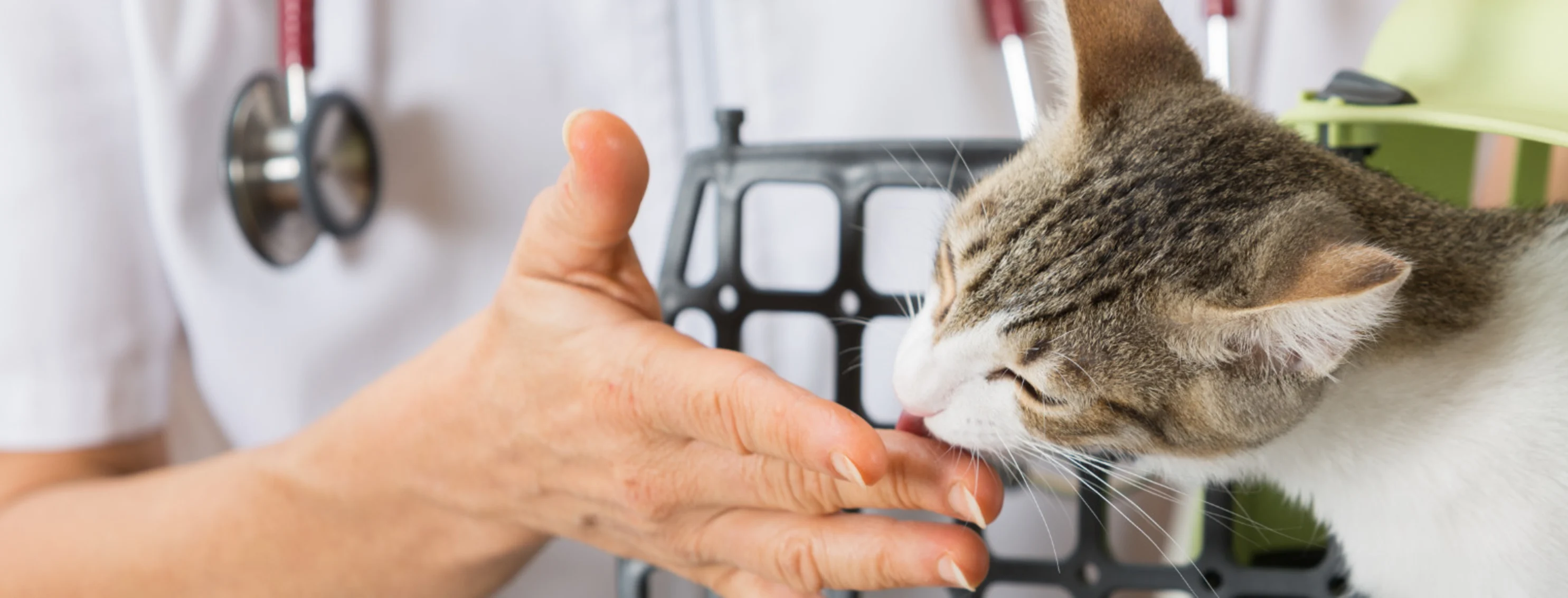 Kitten Licking Veterinarian's Hand